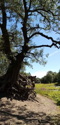 Boire de Champtocé