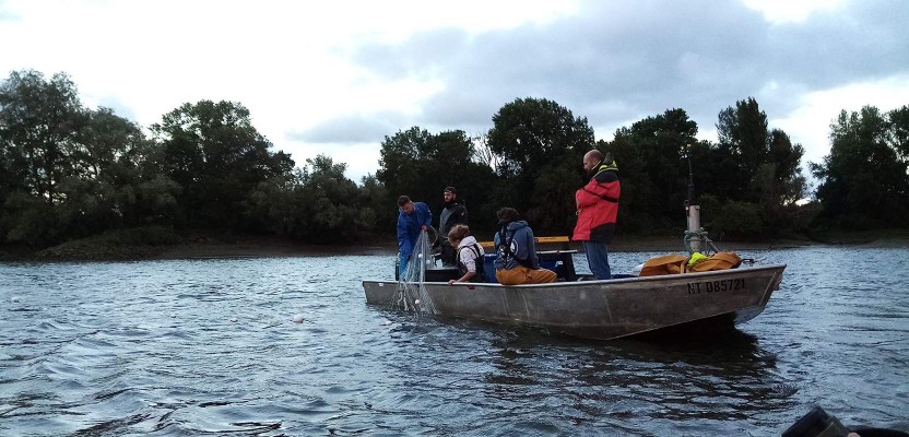 Capture de Grande Alose avec l’aide de pêcheurs professionnels