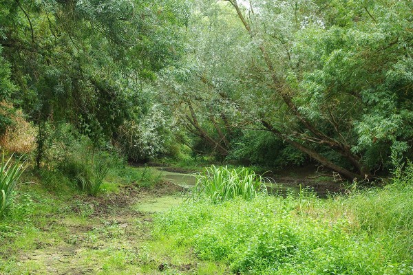 Petite Loire – Boire de Gohier